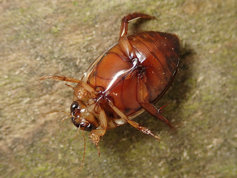 Dytiscidae: Hydaticus grammicus, maschio